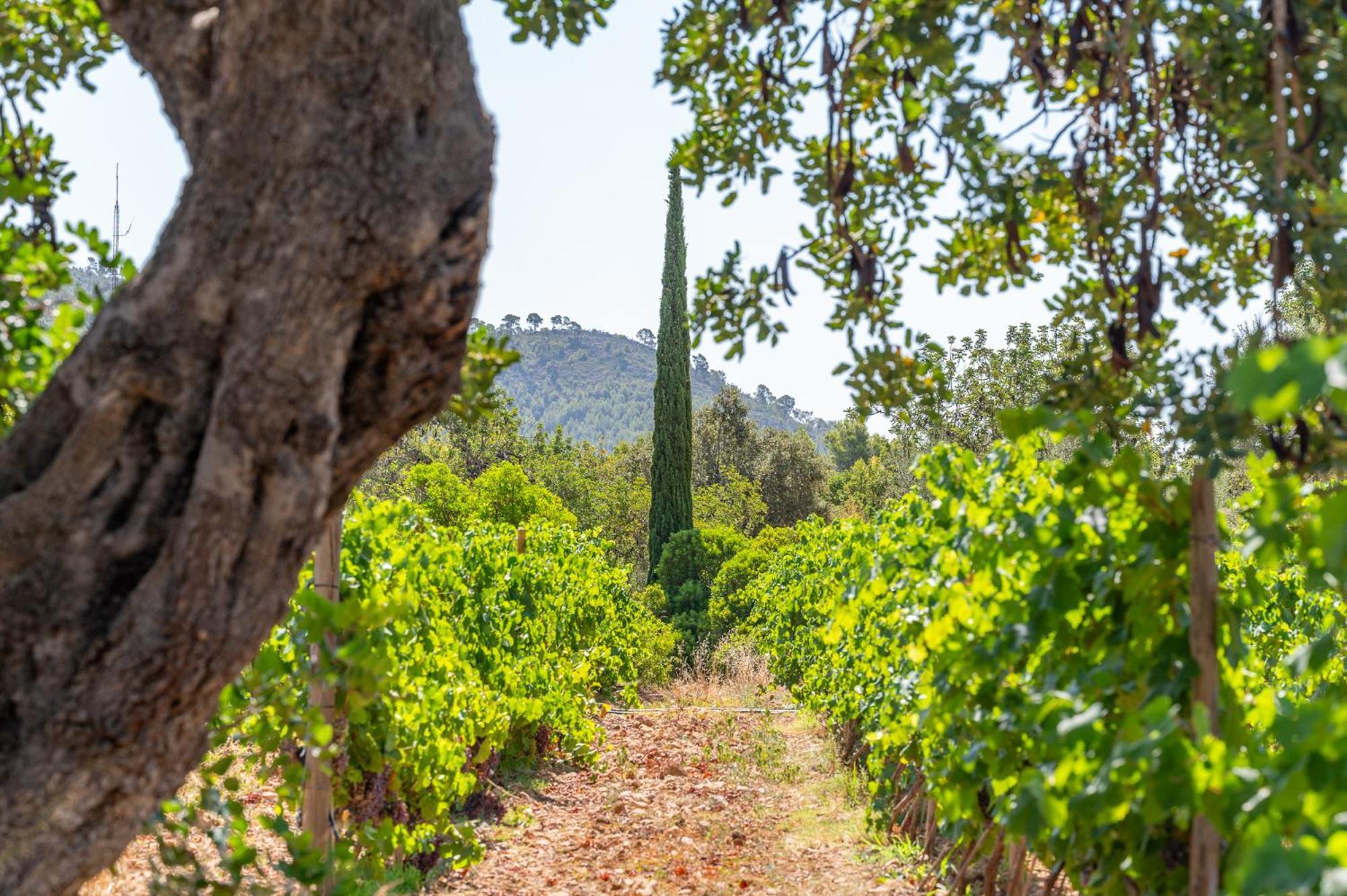 Agroturismo Filicumis Villa Lloseta Buitenkant foto